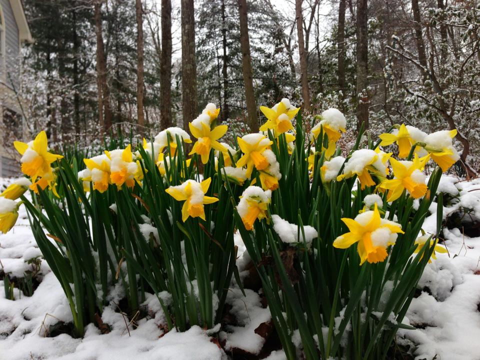 snow-daffodils.jpg